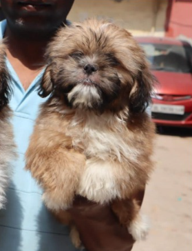 Buy Vaccinated  Lhasa Apso Puppy from Hyderabad
